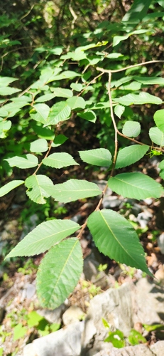 Ulmus serotina, photograph 4