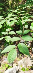 Ulmus serotina, photograph (c) Liliana Ramírez-Freire, some rights reserved (CC BY)