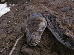Simalia amethistina