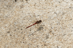 Sympetrum striolatum