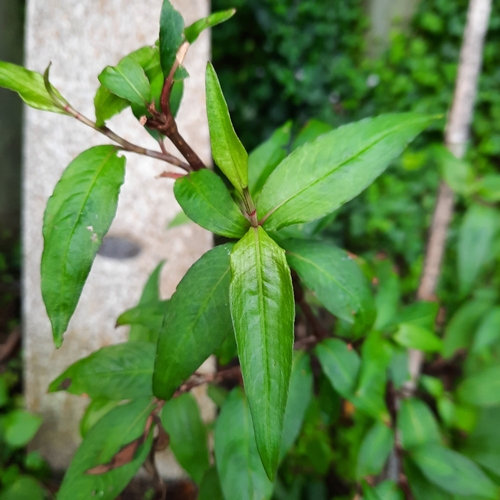 Image of Persicaria odorata by (c) kiwialli, some rights reserved (CC BY)