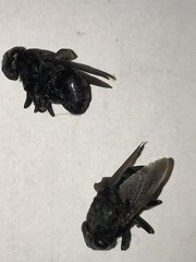 Cuterebra approximata