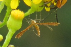 Stenodacma wahlbergi