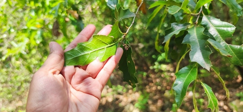 Quercus canbyi, photograph 3