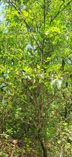 Quercus canbyi, photograph 4