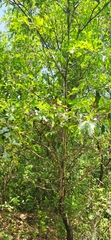 Quercus canbyi, photograph (c) Liliana Ramírez-Freire, some rights reserved (CC BY)