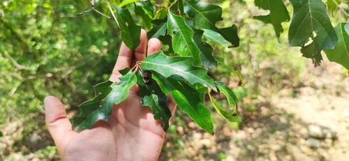 Quercus canbyi, photograph 5