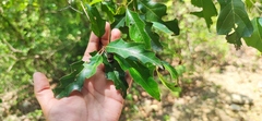 Quercus canbyi, photograph (c) Liliana Ramírez-Freire, some rights reserved (CC BY)
