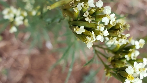 Tagetes image