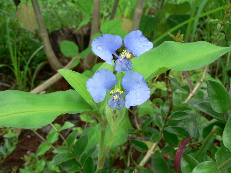 Tropical Spiderwort (Invasive Exotic Plants of North Carolina ...