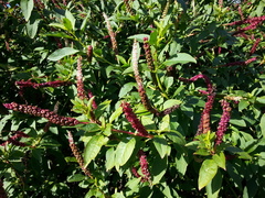 Phytolacca heterotepala