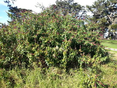 Phytolacca heterotepala