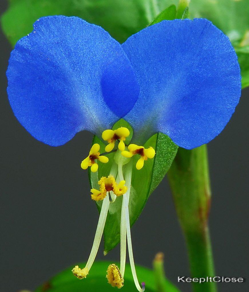 Common/Asiatic Dayflower (Invasive Exotic Plants of North Carolina