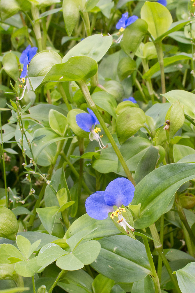 Common/Asiatic Dayflower (Invasive Exotic Plants of North Carolina