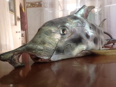 American Elephantfish photo 5
