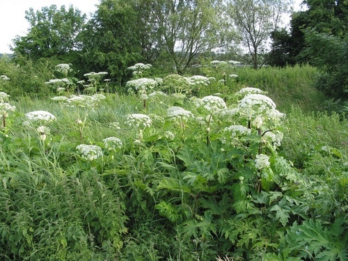 Cartwheel Flower (Giant Hogweed) (Invasive Exotic Plants of North ...