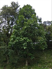 Magnolia dealbata