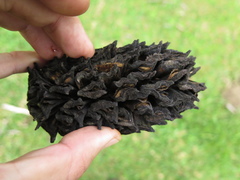 Magnolia dealbata