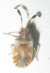 Phricodus hystrix