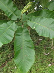 Magnolia dealbata