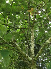Magnolia dealbata