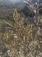 Ornithostaphylos oppositifolia