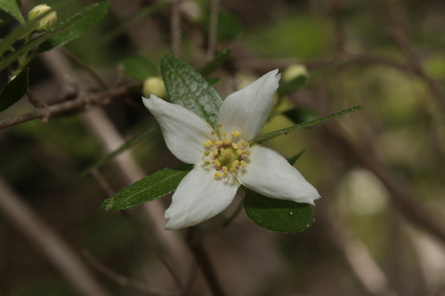 Image of Philadelphus texensis by (c) Reid Hardin, some rights reserved (CC BY)