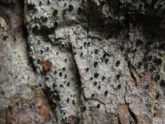 Tylophoron moderatum