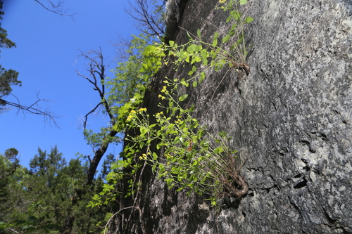 Image of Laphamia lindheimeri by (c) Reid Hardin, some rights reserved (CC BY)