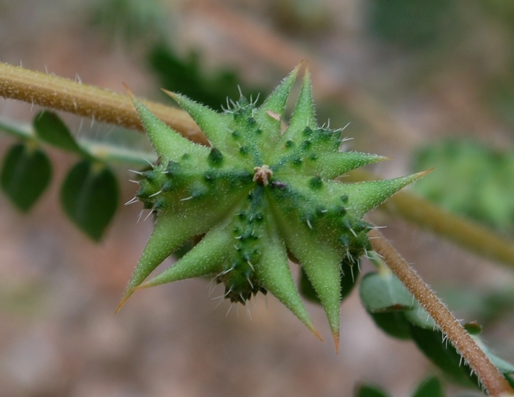 Puncture Vine (Invasive Exotic Plants of North Carolina) · iNaturalist