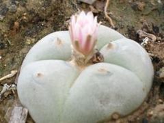Lophophora williamsii