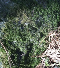 Sciuro-hypnum populeum