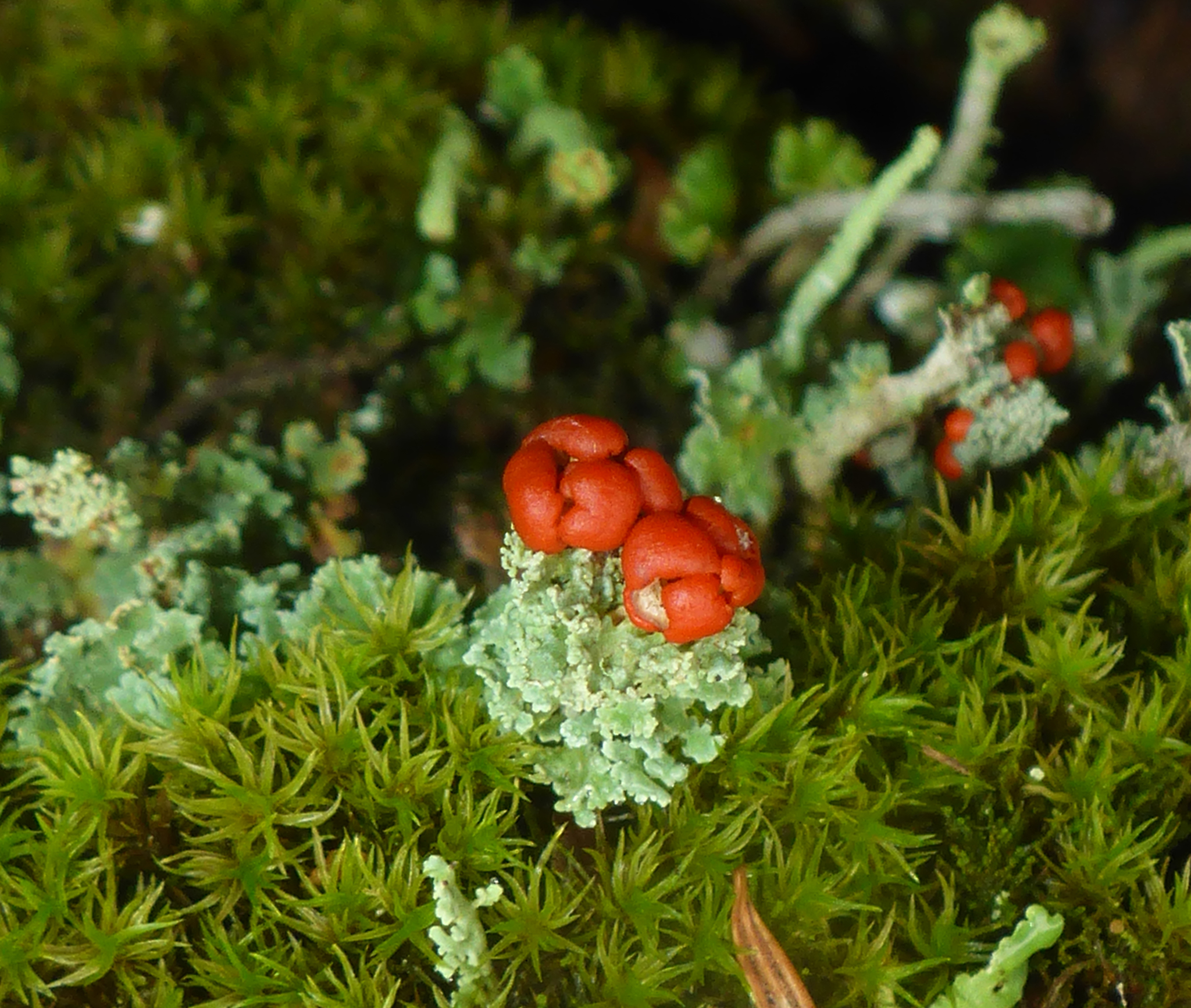 Cladonia bellidiflora image