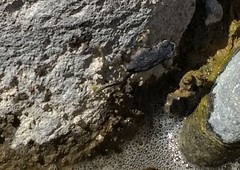 Rhinella spinulosa