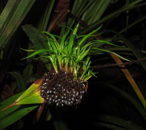 Mapania macrocephala