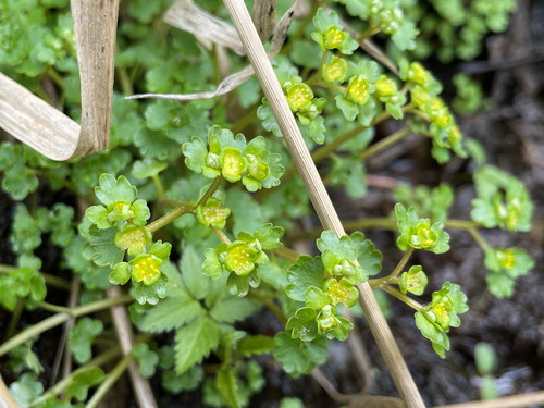 Chrysosplenium flagelliferum iNat (1)