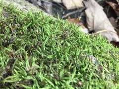 Brachythecium campestre