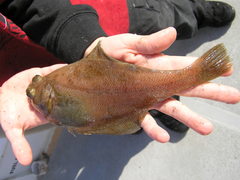 Citharichthys sordidus