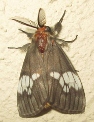 Palasea albimacula