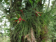 Tillandsia punctulata