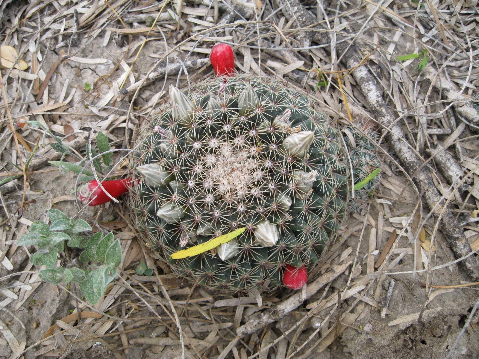 Mammillaria heyderi ssp. hemisphaerica