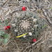 Mammillaria heyderi hemisphaerica - Photo (c) Gerson Herrera,  זכויות יוצרים חלקיות (CC BY-NC), הועלה על ידי Gerson Herrera