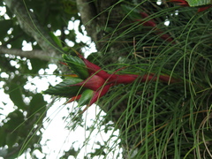 Tillandsia punctulata