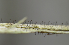 Chaenotheca brunneola