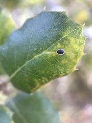 Tetraleurodes perileuca