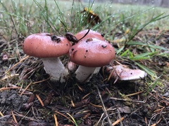 Gomphidius subroseus