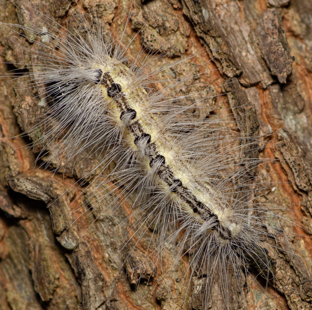 Hackberry Dagger