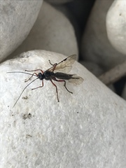 Pimpla turionellae