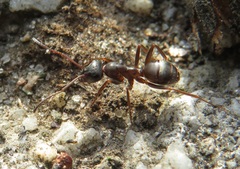 Formica cunicularia