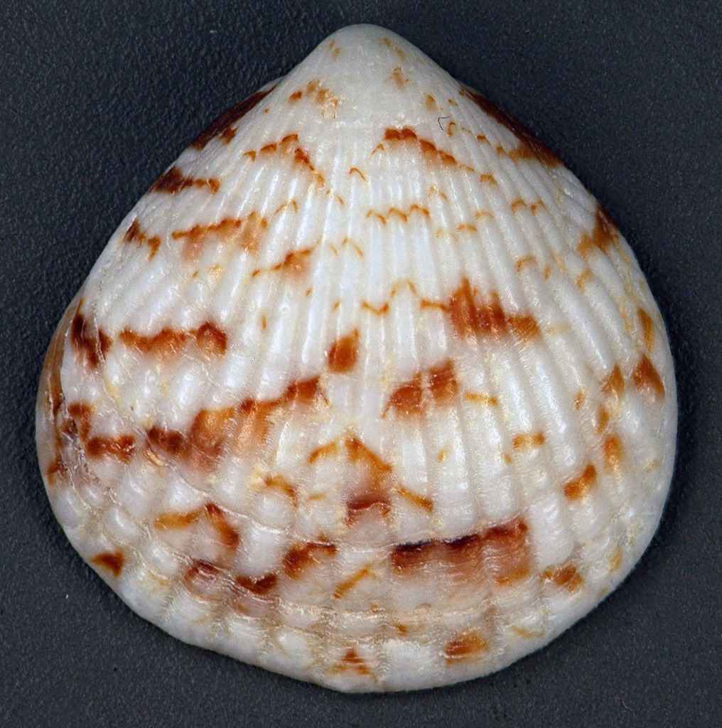 Dog-cockle